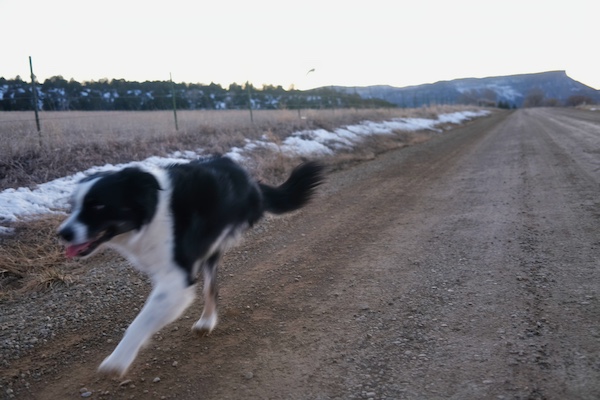 Roo running southwestern Colorado