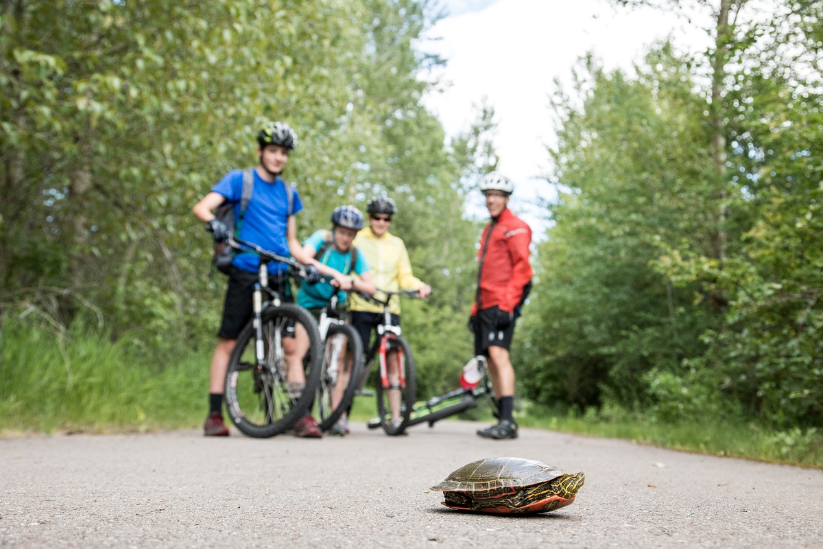 Rail trails make great bicycle touring routes.